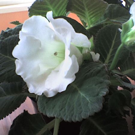 gloxinia alba